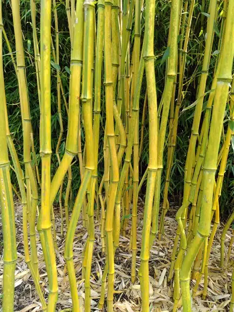Phyll. aureosulcata ‘Spectabilis’ – woekerende bamboe - Afbeelding 2